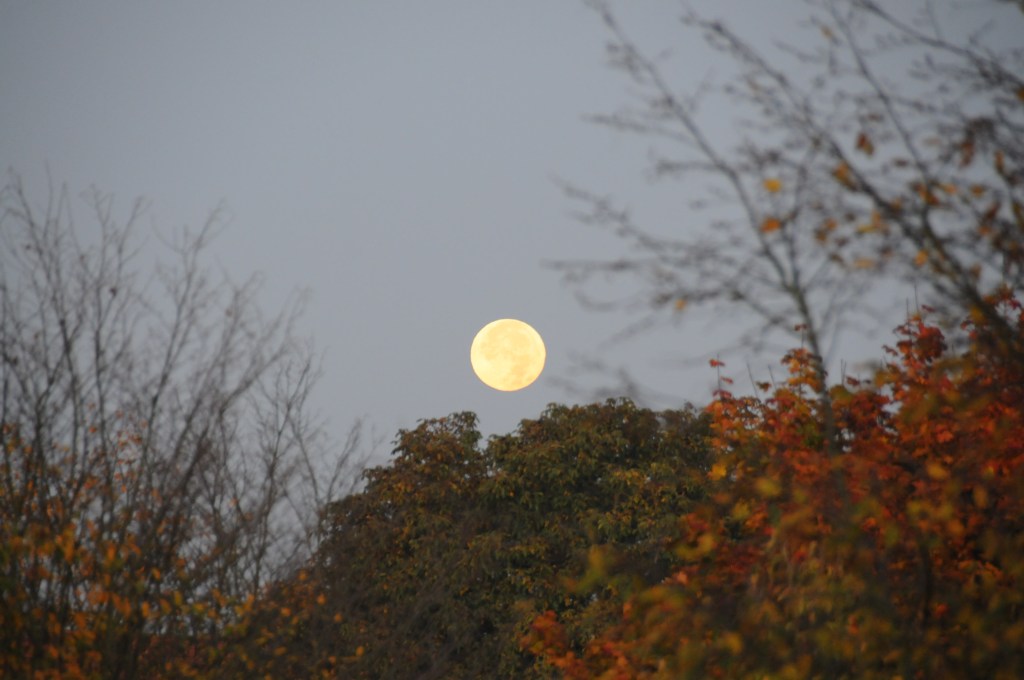 Der Hase im&nbsp;Mond