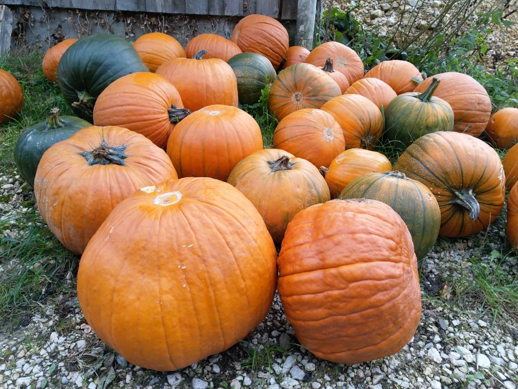 Sagenhafter Sonntag – wie Halloween zum Kürbis&nbsp;kam