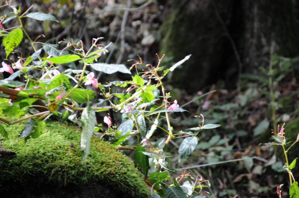 Sagenhafter Sonntag – Die Steine im&nbsp;Regen