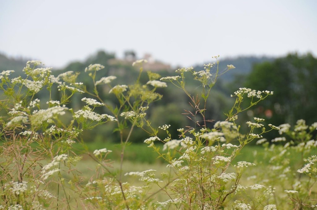 Der Juni – mit&nbsp;Bildern