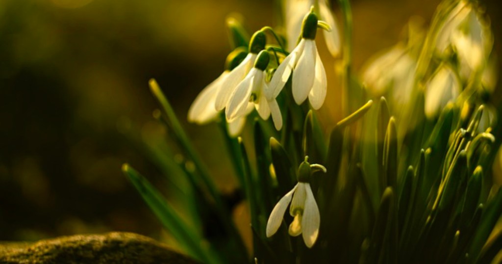 Warum das Schneeglöckchen im Winter&nbsp;blüht
