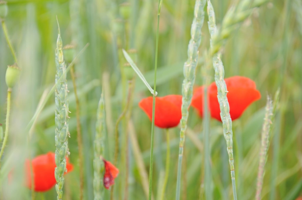 Lesen unterm Apfelbaum – Lieblingsklassiker für den Sommer