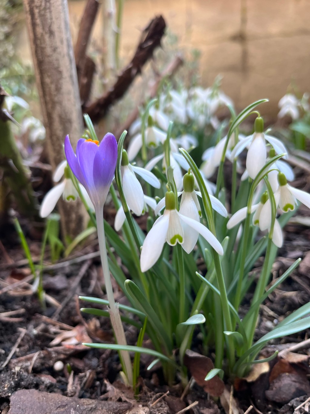 Den Frühling beschwören – mit selbstgemachtem Eierlikör und bunten Eierbechern