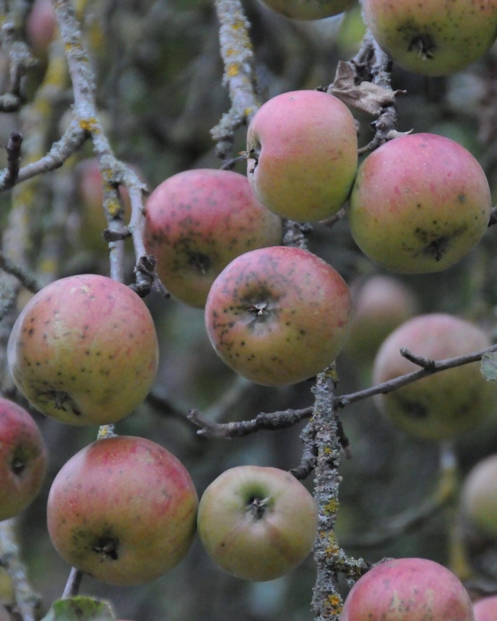 Sagenhafter Sonntag – Von Mädchen, die aus Äpfeln&nbsp;springen