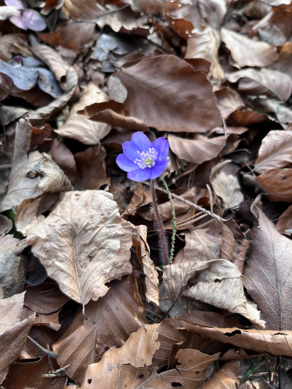 Wandertipp mit Sage – die Burgruine Ehrenfels bei&nbsp;Beratzhausen