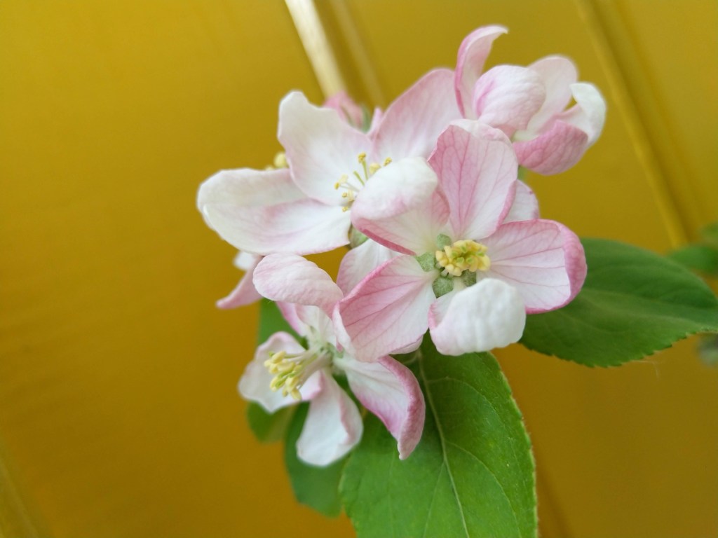 Märchenhafter Mittwoch – Der Prinz der ersten&nbsp;Blüte