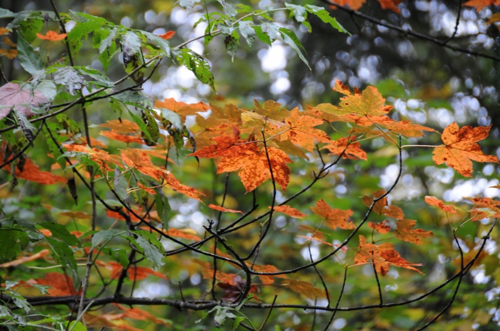 Der September – mit&nbsp;Bildern